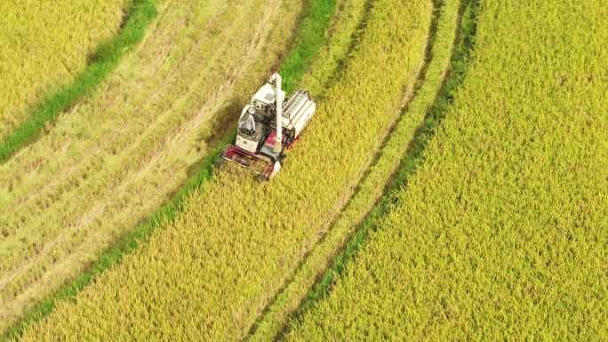 航拍农民开收割机收获水稻