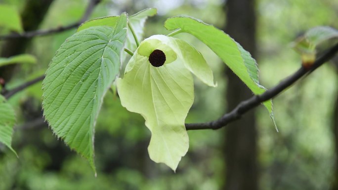 鸽子花鸽子树珙桐树珙桐花冰川世纪恐龙时代