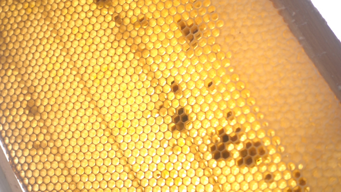 蜜蜂采蜜蜂农割蜜养蜂人摇蜜蜂蜜生产过程