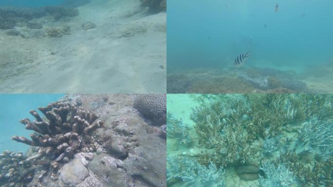 水下沉船人工珊瑚礁摄像