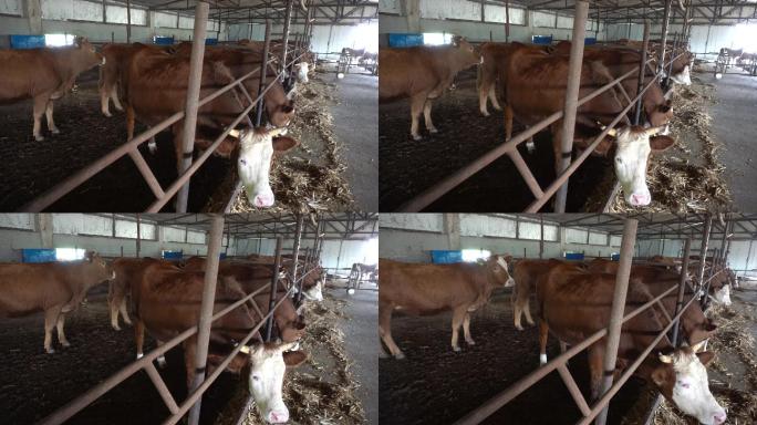 乡村振兴 扶贫产业 养奶牛 马 驴