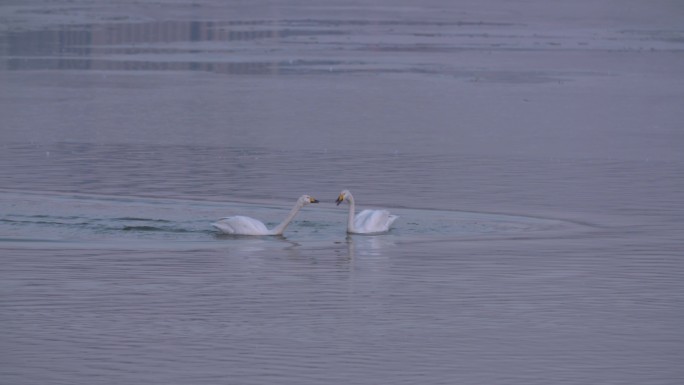 两只白天鹅降落在湖面