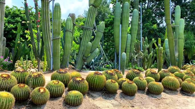 多肉植物仙人球热带植物沙漠植物多肉植物园