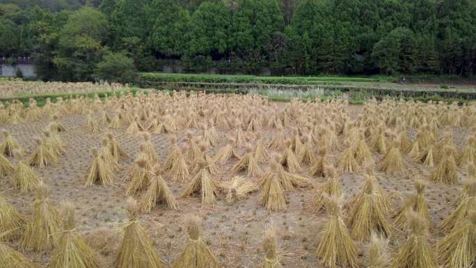 水稻收割后稻草秸秆农业有机肥料稻草人