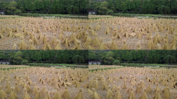水稻收割后稻草秸秆农业有机肥料稻草人