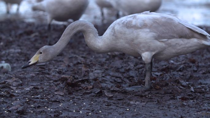 在河边淤泥里吃玉米的天鹅