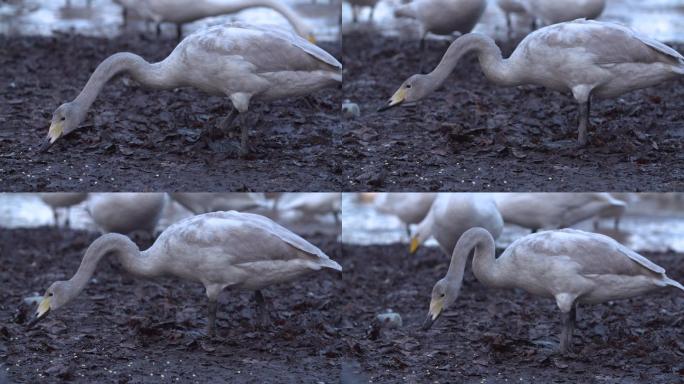 在河边淤泥里吃玉米的天鹅