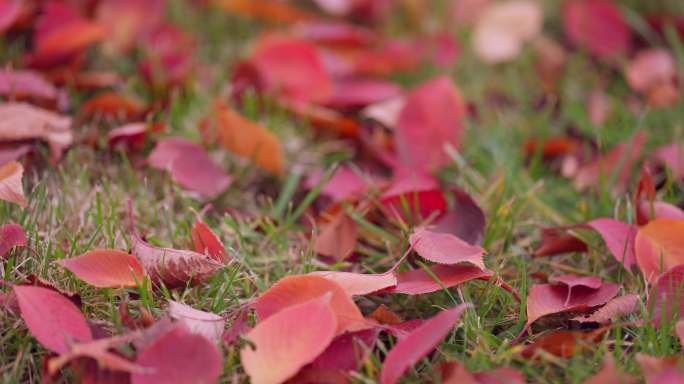 【8K正版素材】自然秋天落叶绿草红叶近景