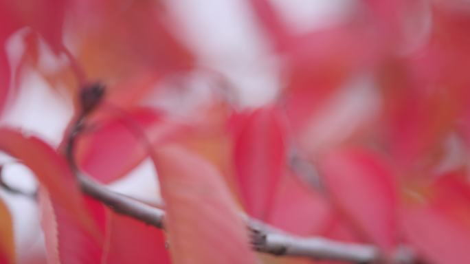 【8K正版素材】自然秋天红叶树枝特写后移