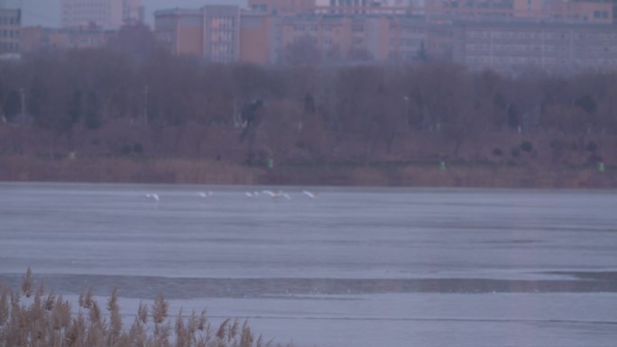 贴着结冰的湖面飞行的一群白天鹅