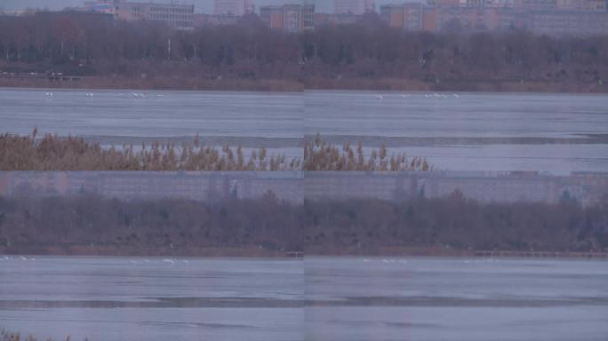 贴着结冰的湖面飞行的一群白天鹅