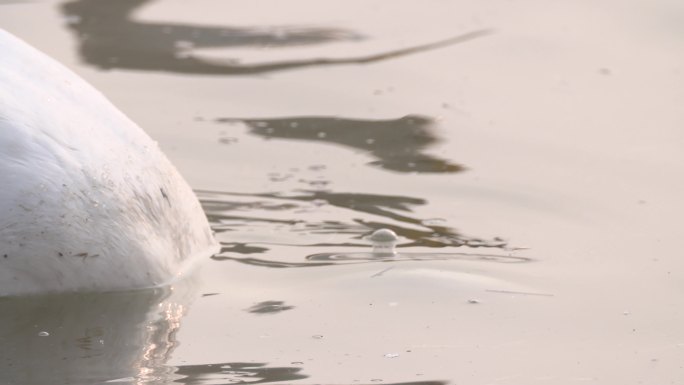 白天鹅把头伸入水中觅食