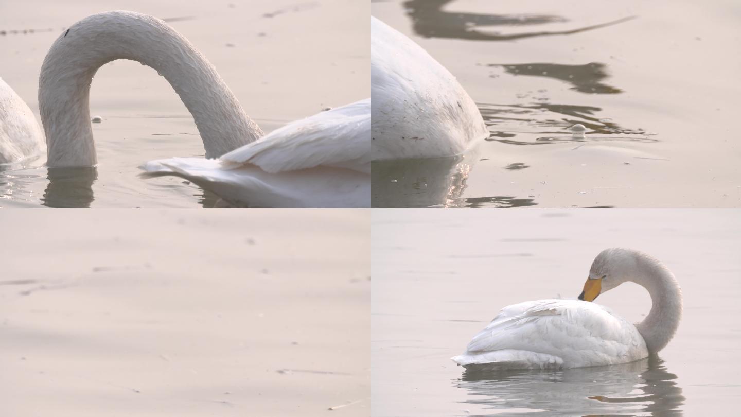 白天鹅把头伸入水中觅食