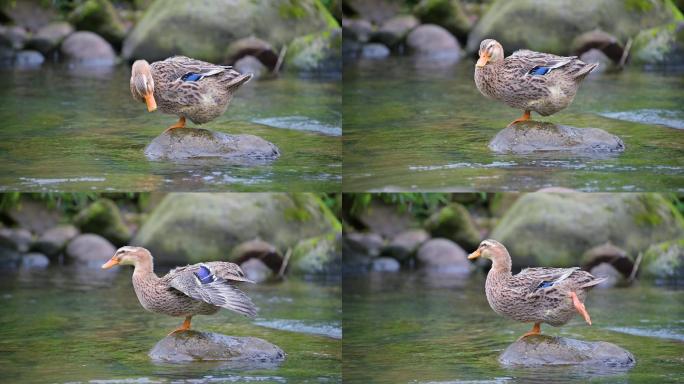 清澈溪水中悠闲的鸭子
