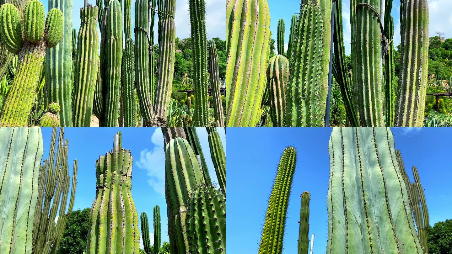 多肉植物仙人球热带植物沙漠植物多肉植物园