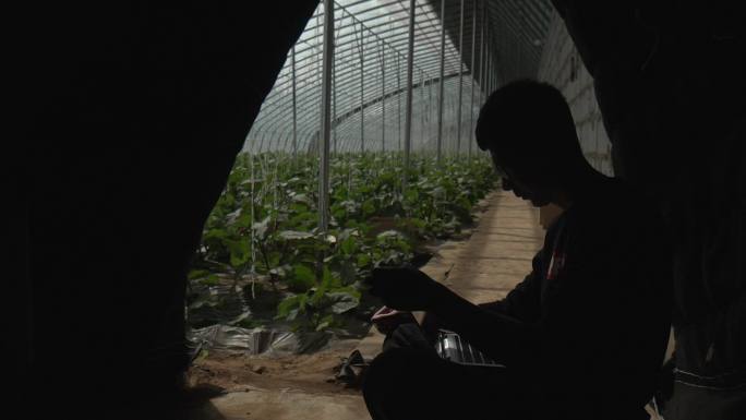 大学生返乡创业茄子种植