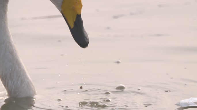 近景拍摄白天鹅把头伸入水中觅食