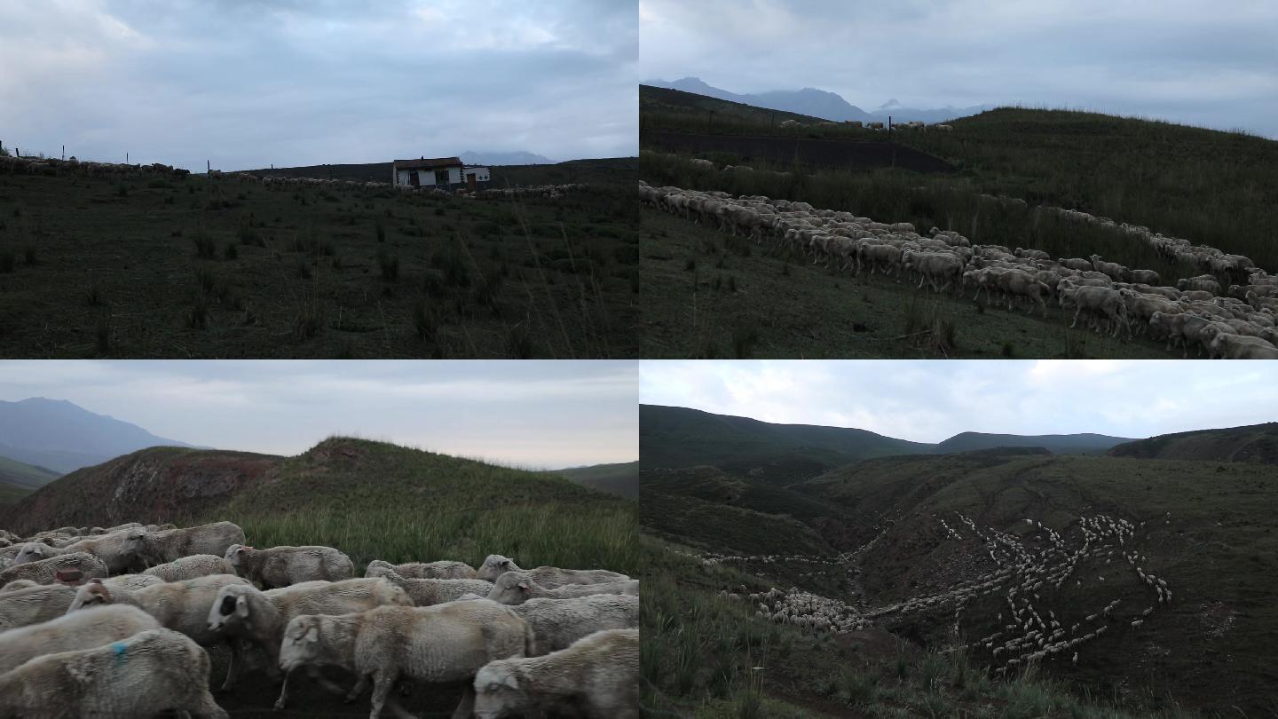 放牧放羊视频实拍