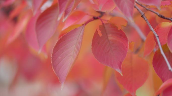 【8K正版素材】自然秋天红叶树枝特写横移