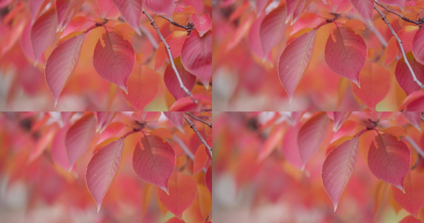 【8K正版素材】自然秋天红叶树枝特写横移