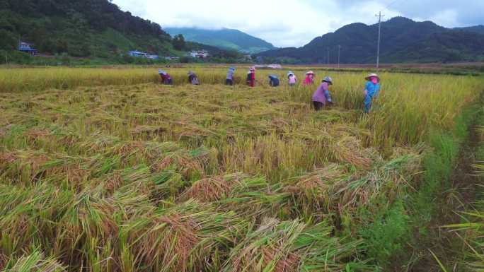 航拍云南边境农民手工收割水稻