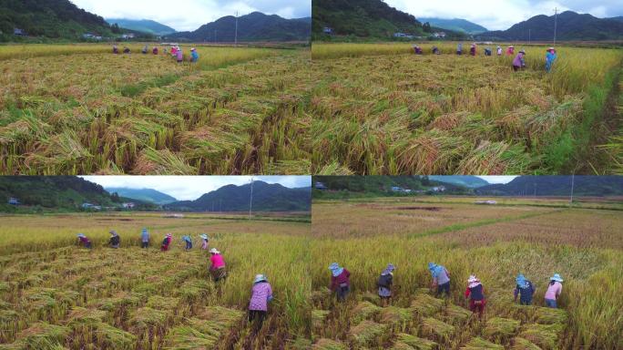 航拍云南边境农民手工收割水稻