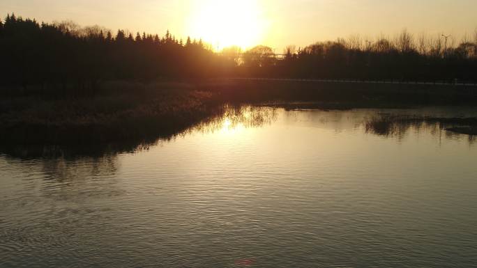 金色夕阳下的天鹅湖公园大天鹅