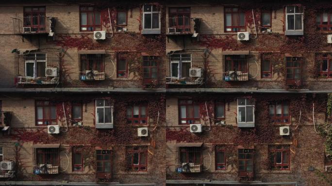 郑州国棉厂老房子墙壁上的爬山虎