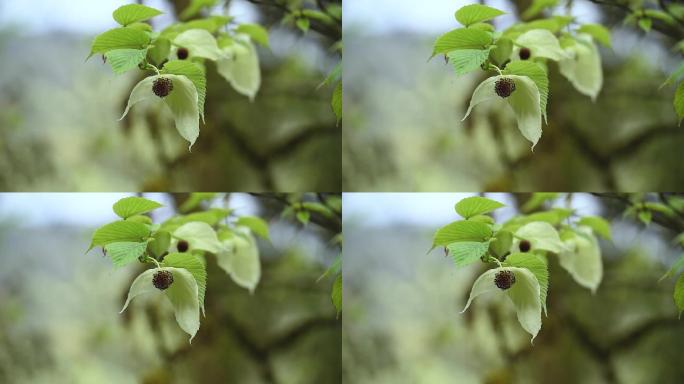 鸽子花珙桐树侏罗纪公园冰川世纪