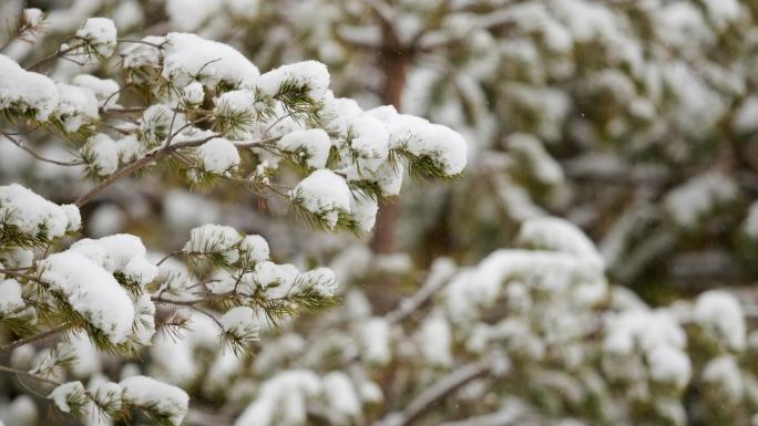 意境雪花飘落-松树雪挂特写