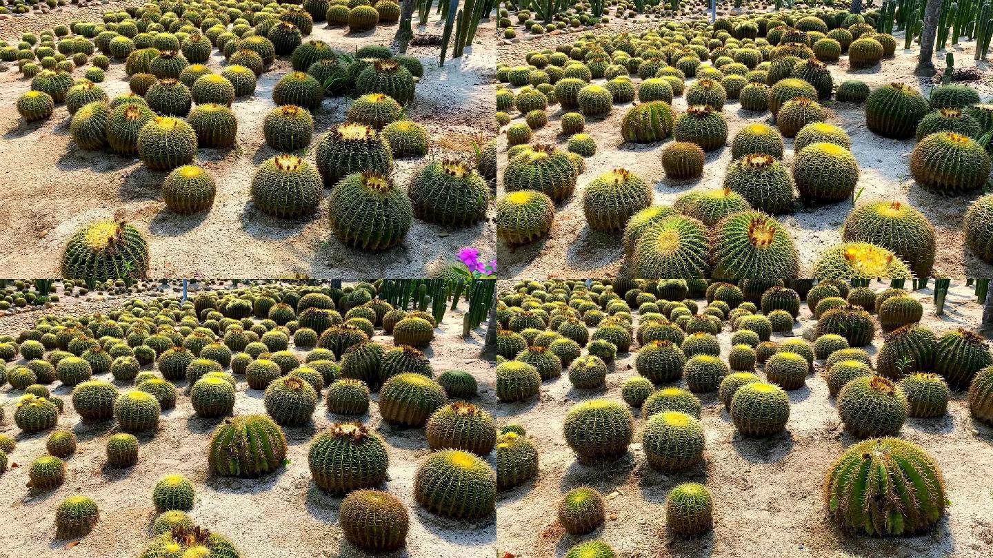 多肉植物仙人球热带植物沙漠植物厦门植物园