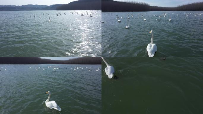 一只在河面起飞的天鹅