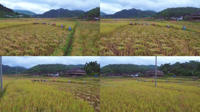 航拍云南边境农民手工收割水稻