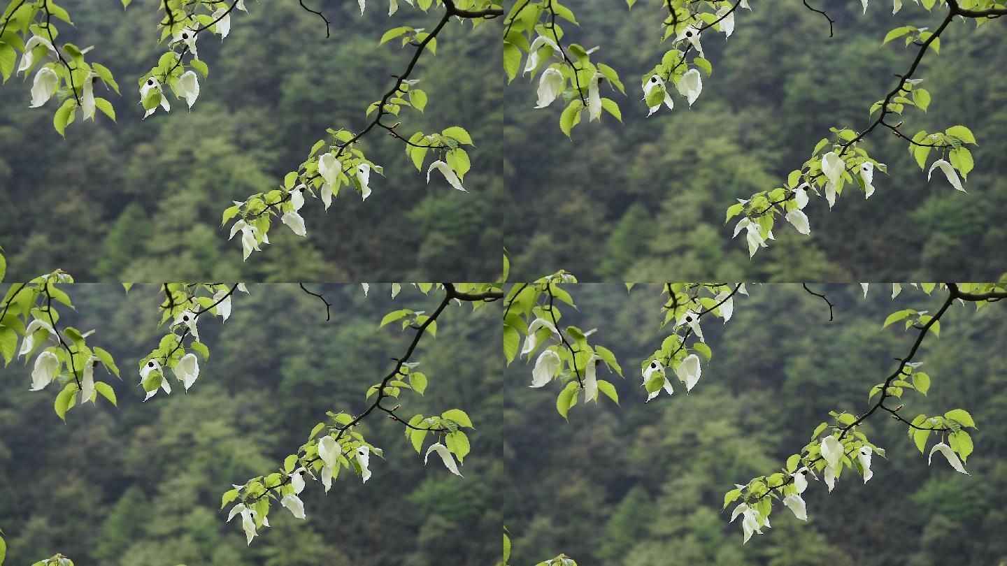 鸽子花珙桐树侏罗纪公园冰川世纪