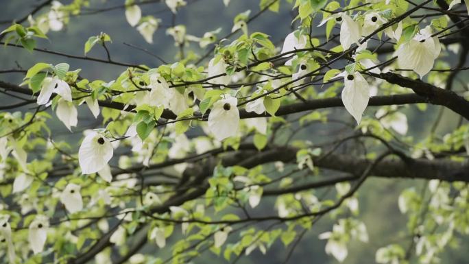 鸽子花鸽子树珙桐树恐龙时代侏罗纪公园