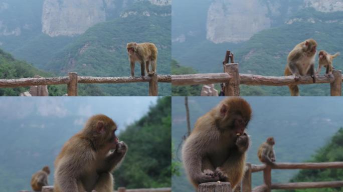 五龙口猴山猴子猴群嬉戏