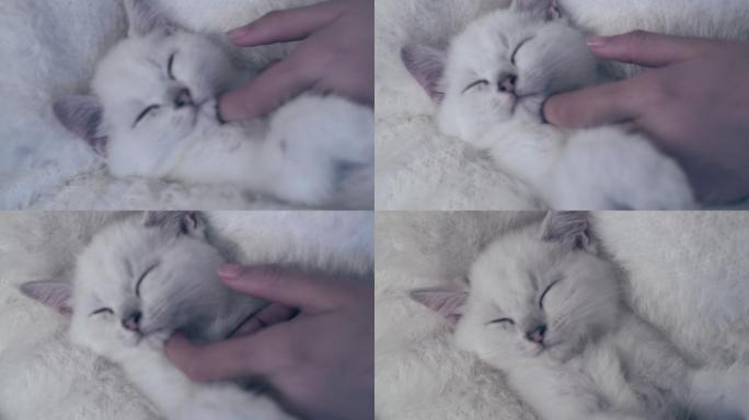 4K原创 猫咪躺在女孩的怀里睡觉