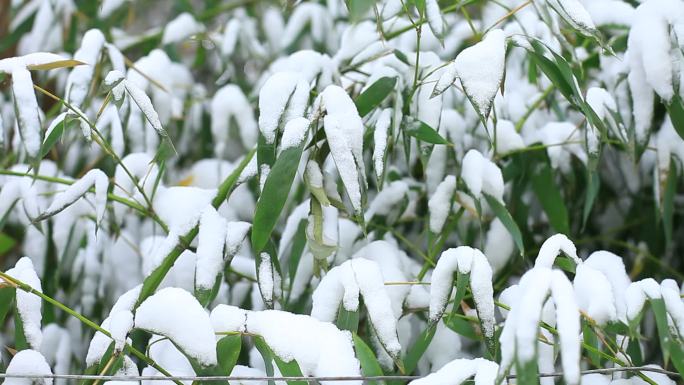 冬天竹叶竹条被雪覆盖实拍原创素材