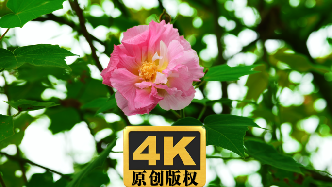 芙蓉花实拍高清视频素材4K