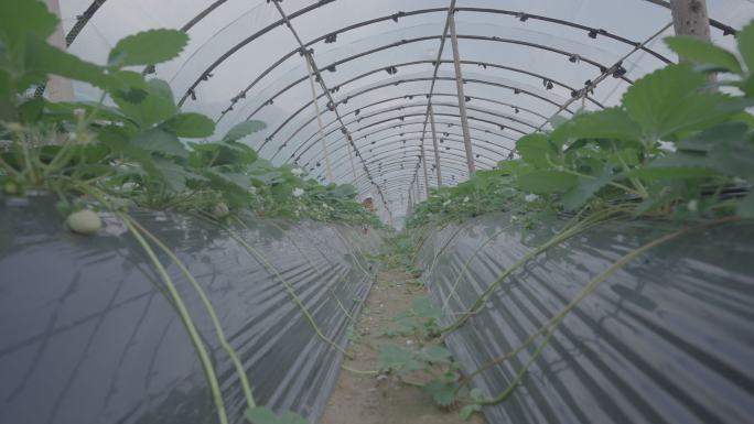 草莓大棚种植基地（未调色+滑轨版）