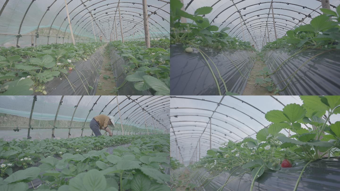 草莓大棚种植基地（未调色+滑轨版）