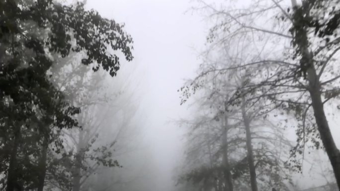 大雾 冬天 行车 森林 雾气 雾霾