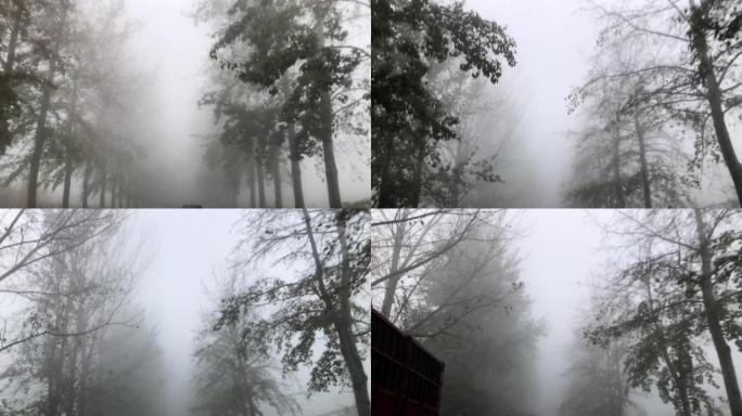 大雾 冬天 行车 森林 雾气 雾霾