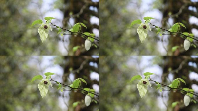 鸽子花特写镜头珙桐树树林森林生态自然