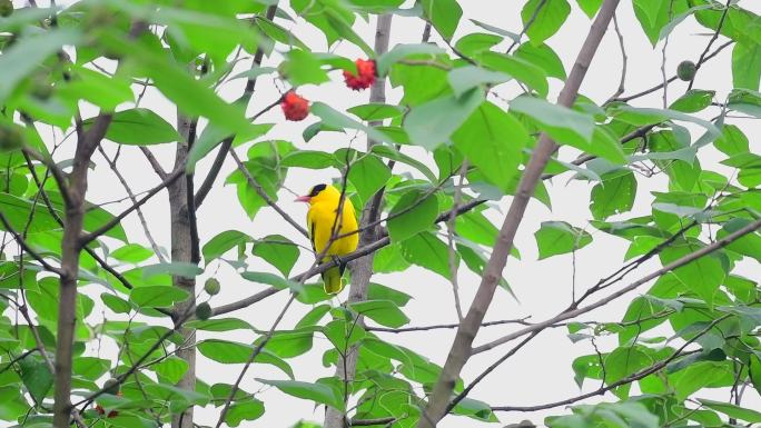 黄鹂鸟，土画眉吃构树果子