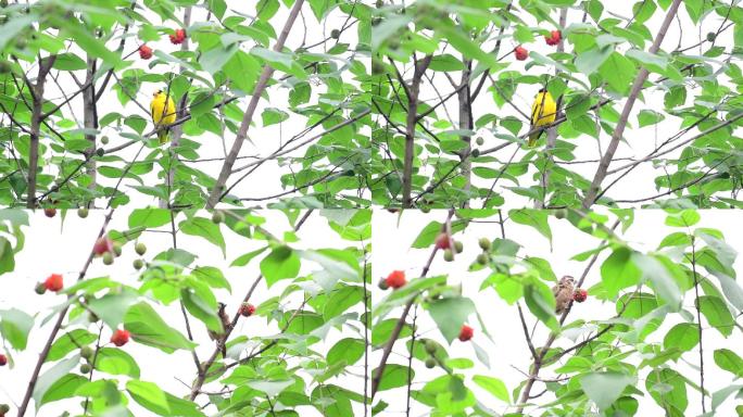 黄鹂鸟，土画眉吃构树果子