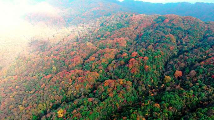 4K 航拍雷公山原始森林秋天景色4