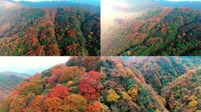 4K 航拍雷公山原始森林秋天景色4