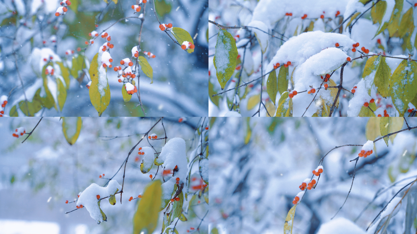 雪 下雪 树枝 立冬 冬至 唯美雪景