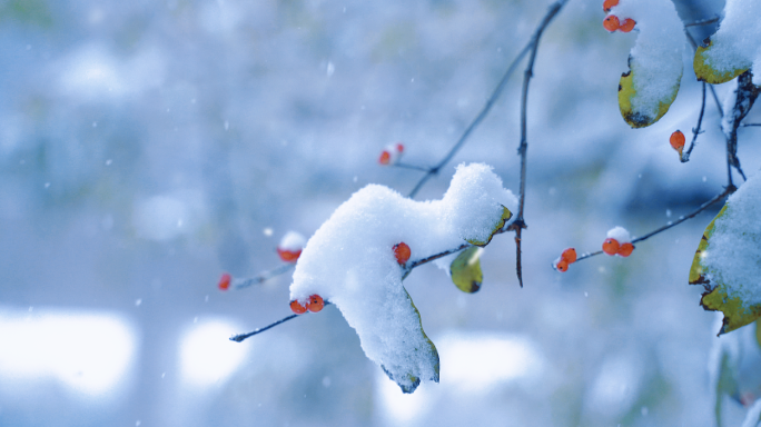 雪 下雪 树枝 立冬 冬至 唯美雪景